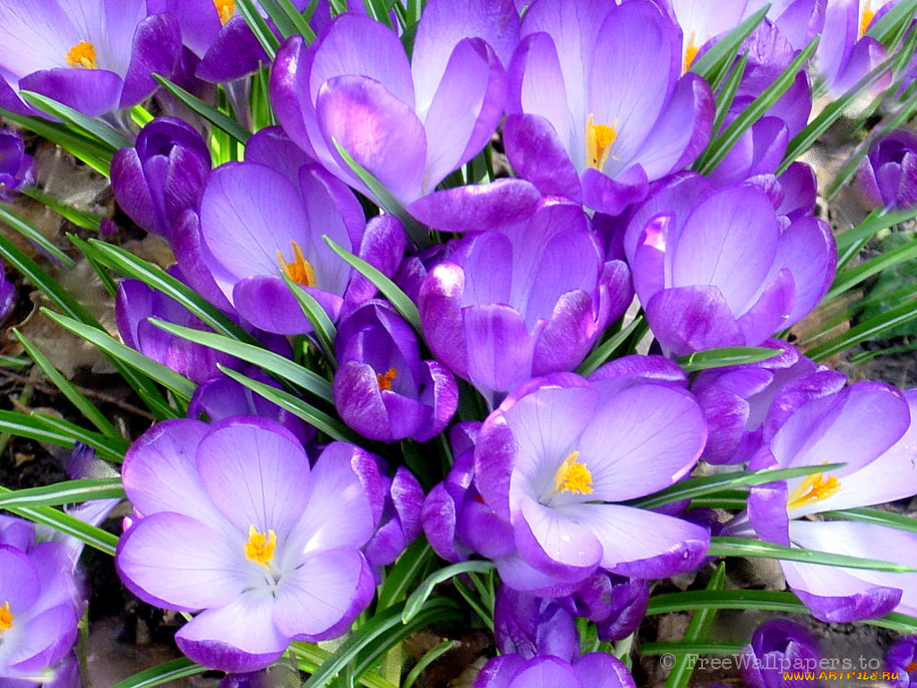 crocus, , 